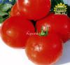 供应法国卡米娜—番茄种子