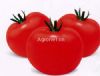 供应法国卡琳—番茄种子