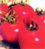 供应红妃二号—番茄种子