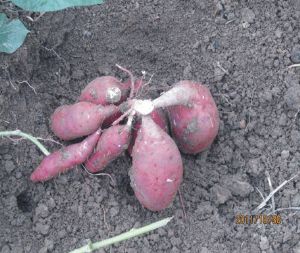 供应龙薯9号—红薯种子