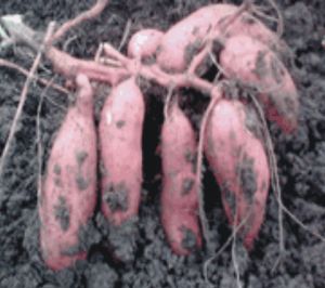 供应9836—红薯种子