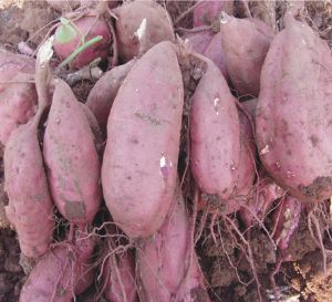 供应豫薯13—红薯种子