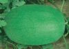 供应绿之冠—西瓜种子