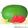 供应早熟绿宝－西瓜种子