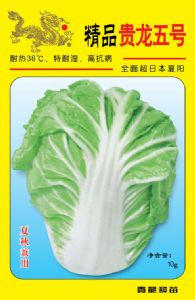 供应精品贵龙五号—白菜种子