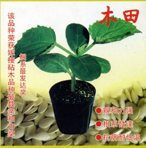 供应木田（001）—砧木种子