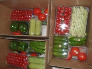 供应箱装蔬菜黄瓜—优质蔬菜