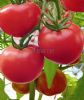 供应欧红三号—番茄种子