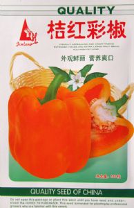 供应桔红彩椒—彩椒种子