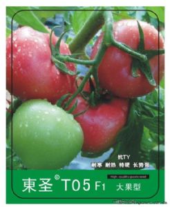 供应东圣T05—番茄种子