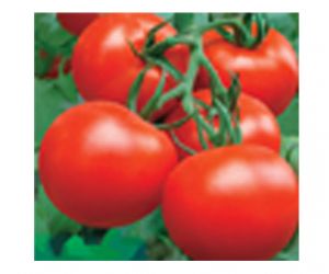 供应睿优223（进口）—番茄种子
