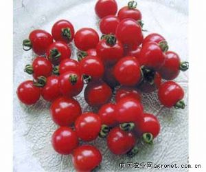供应金粉丽人—番茄种子
