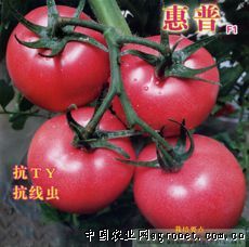 供应惠普F1—番茄种苗