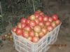 供应夏宝518—番茄种子