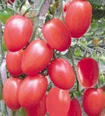 供应中江粉王－番茄种子
