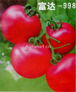 供应富达-998-番茄种子