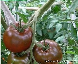 供应黑珍珠二号—番茄种子