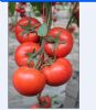 供应宝石捷3号抗病毒－番茄种子