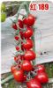 供应红玉189—番茄种子