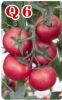 供应宝石捷Q6——番茄种子