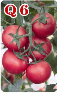 供应宝石捷Q6——番茄种子