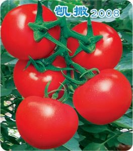 供应凯撒2008——番茄种子