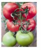 供应抗TY番茄种子－宝石捷1号