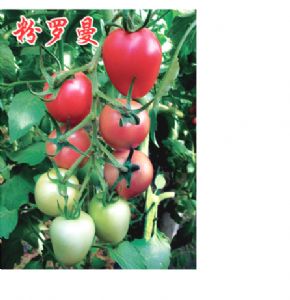 供应粉罗曼串收番茄种子