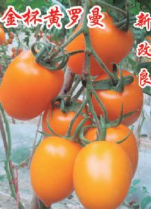 供应金杯黄罗曼—番茄种子