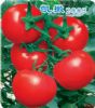 供应凯撒2008－番茄种子