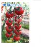 供应串红5369樱桃番茄种子