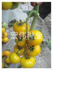 供应金桔1号—番茄种子