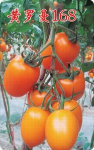 供应黄罗曼168--番茄种子