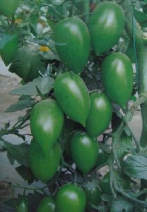 供应绿宝石2号－番茄种子
