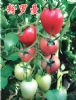 供应粉罗曼——番茄种子