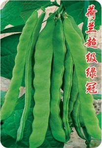 供应荷兰超级绿冠芸豆—菜豆种子