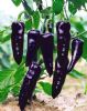 供应紫妃—紫尖椒种子