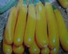 供应金香蕉—金皮西葫芦种子
