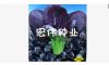 供应紫罗兰—油菜种子
