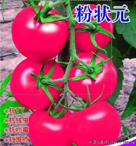供应粉状元—番茄种子