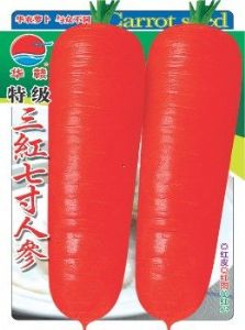 供应特级三红七寸参—萝卜种子