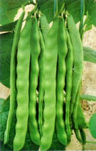 供应绿剑龙—芸豆种子