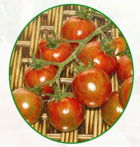 供应迷你虹彩妮—番茄种子