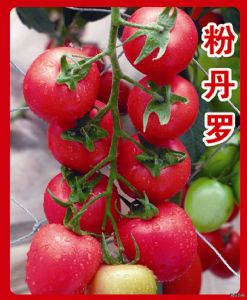 供应粉丹罗番茄种子