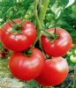供应金粉F1—番茄种子