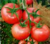 供应美粉宝玉（高抗TY病毒）—番茄种子
