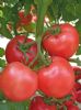 供应红迪—大红番茄种子