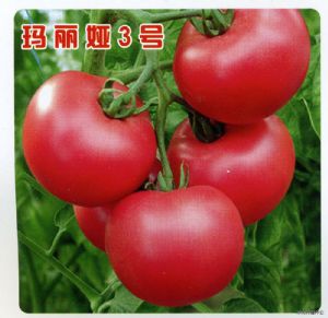 供应玛丽娅3号—番茄种子