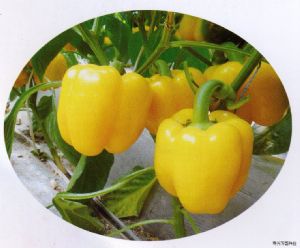 供应黄奥冠—甜椒种子