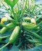供应万盛绿宝—西葫芦种子